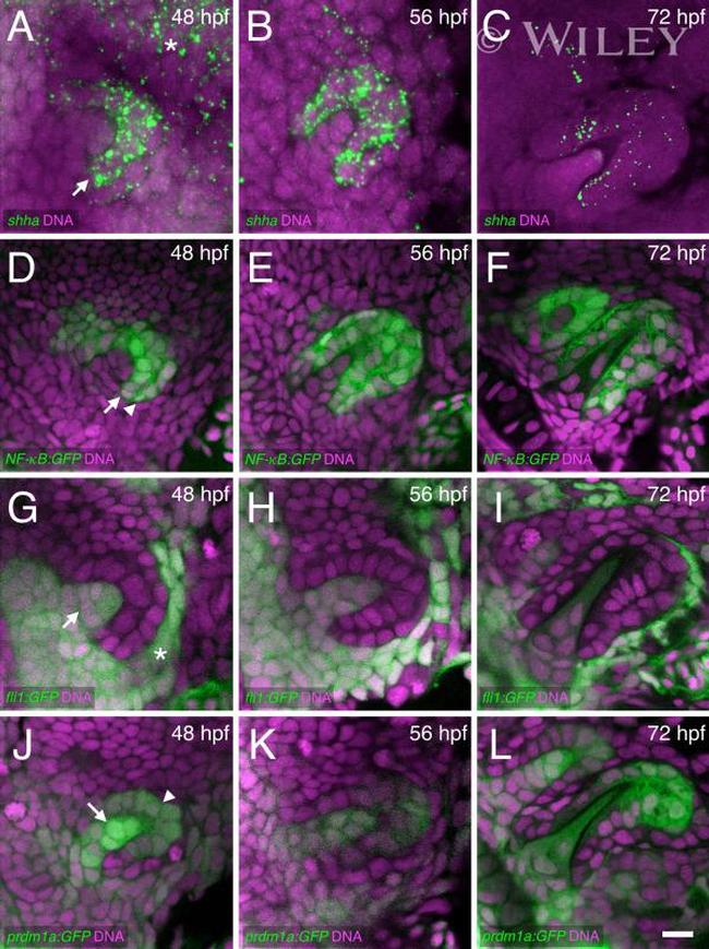 GFP Antibody in Immunohistochemistry (IHC)