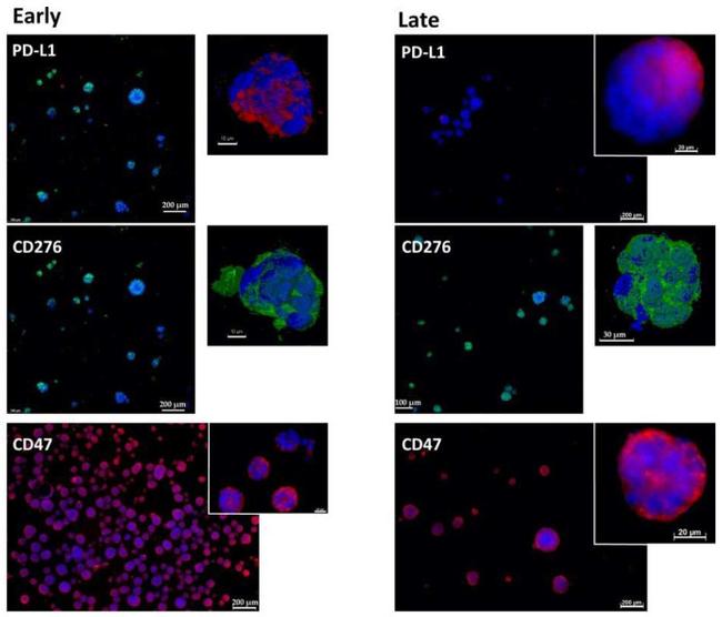 CD274 (PD-L1, B7-H1) Antibody in Immunohistochemistry (Paraffin) (IHC (P))