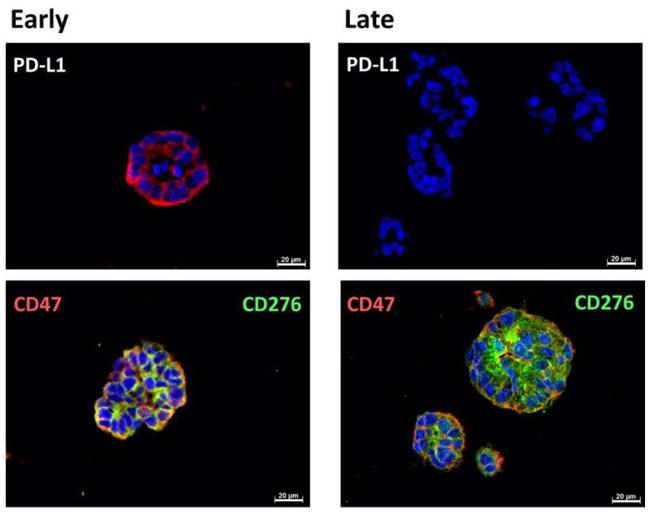 CD274 (PD-L1, B7-H1) Antibody in Immunohistochemistry (Paraffin) (IHC (P))