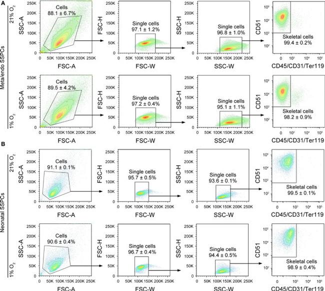 CD31 (PECAM-1) Antibody in Flow Cytometry (Flow)