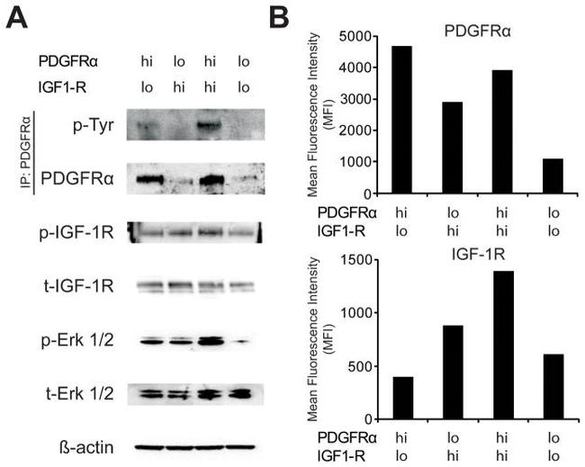 CD140a (PDGFRA) Antibody in Flow Cytometry (Flow)