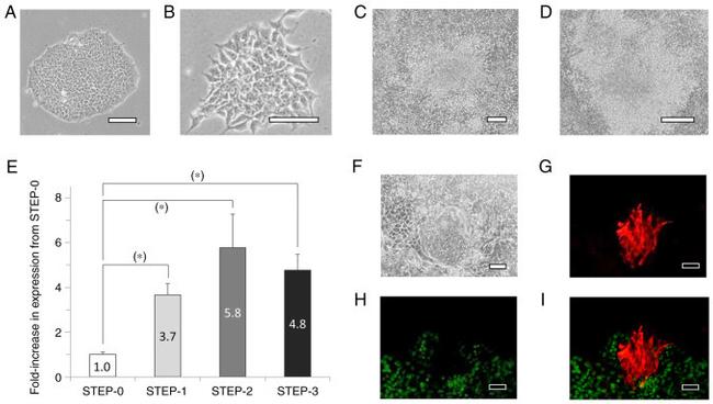 SOX2 Antibody in Immunocytochemistry (ICC/IF)