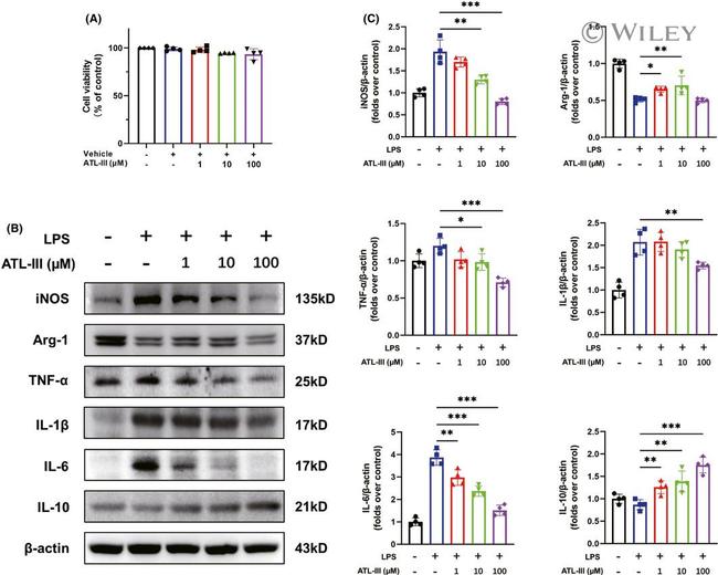 Arginase 1 Antibody in Western Blot (WB)