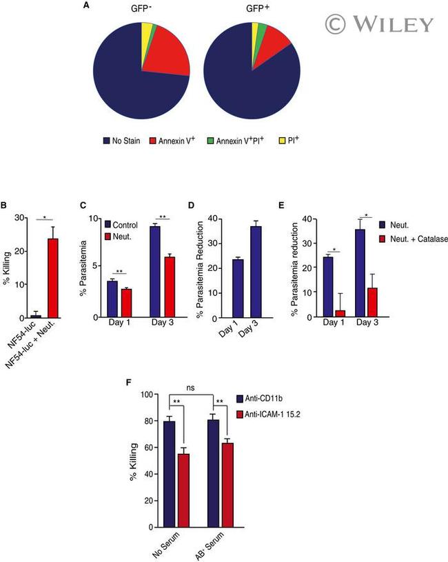 ICAM-1 Antibody in Inhibition Assays (IA)