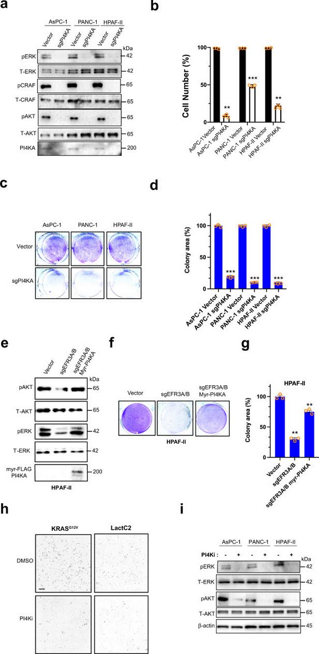 PI4KA Antibody in Western Blot (WB)