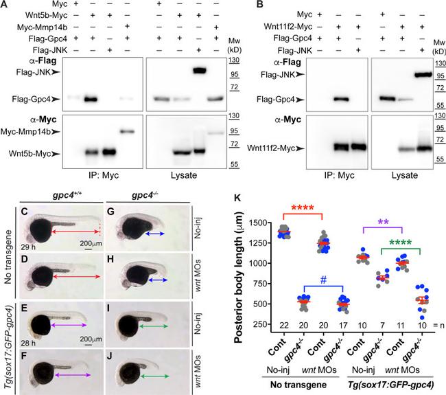 c-Myc Antibody in Immunoprecipitation (IP)