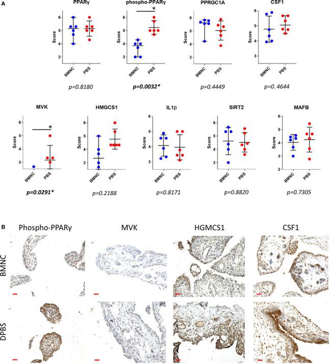 M-CSF Antibody in Immunohistochemistry (Paraffin) (IHC (P))