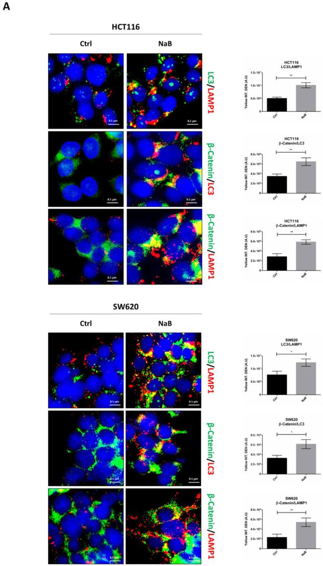 beta Catenin Antibody in Immunocytochemistry (ICC/IF)