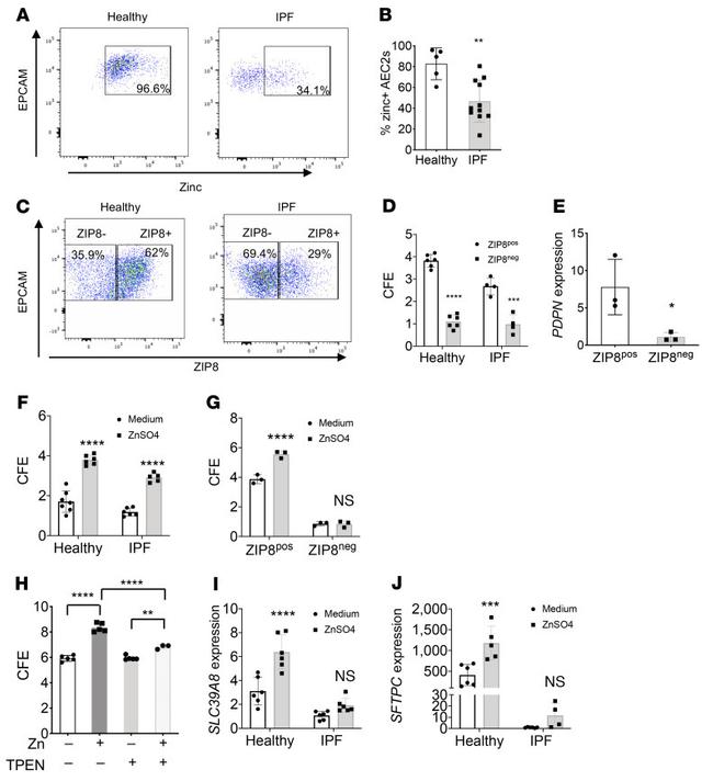 SLC39A8 Antibody in Flow Cytometry (Flow)