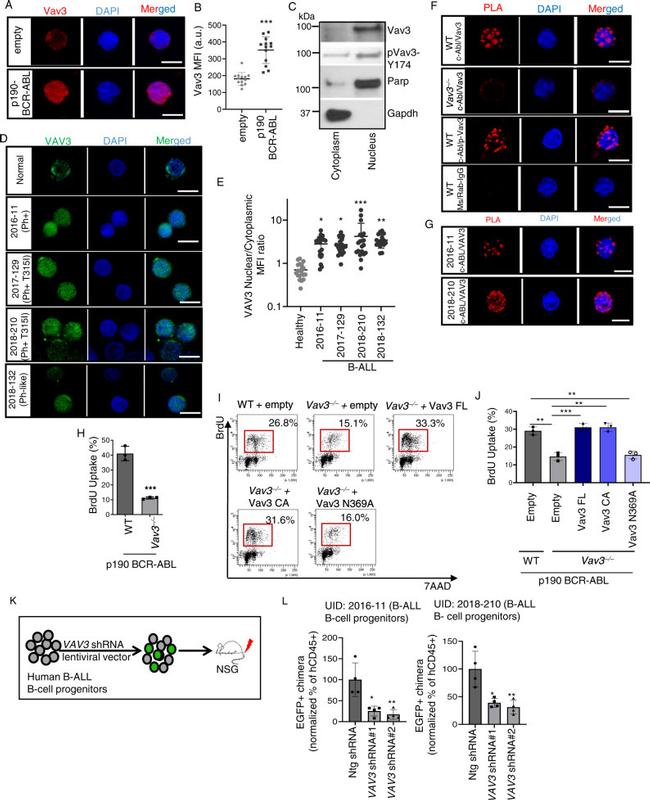 c-Abl Antibody in Proximity Ligation Assay (PLA) (PLA)