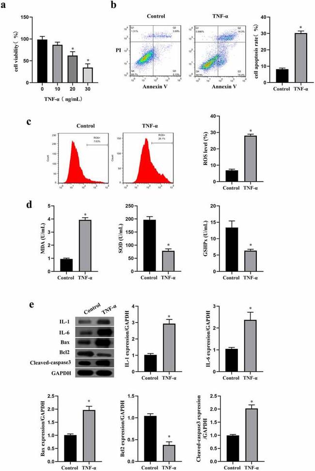 Bax Antibody in Western Blot (WB)