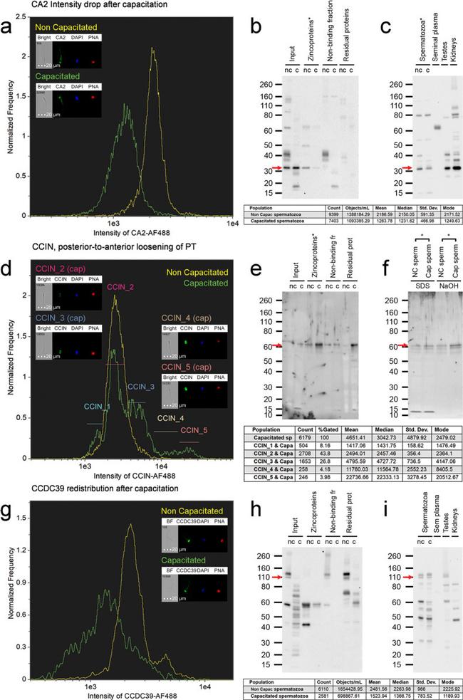 CCDC39 Antibody in Flow Cytometry (Flow)