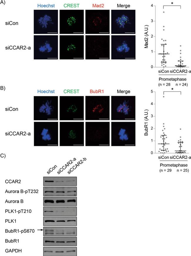 MAD2 Antibody in Immunocytochemistry (ICC/IF)