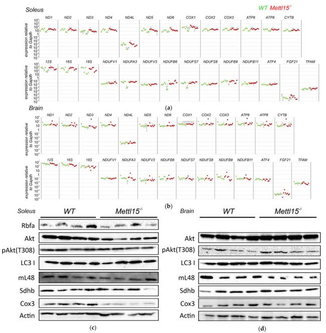 RBFA Antibody in Western Blot (WB)