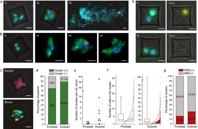 EpCAM Antibody in Immunocytochemistry (ICC/IF)