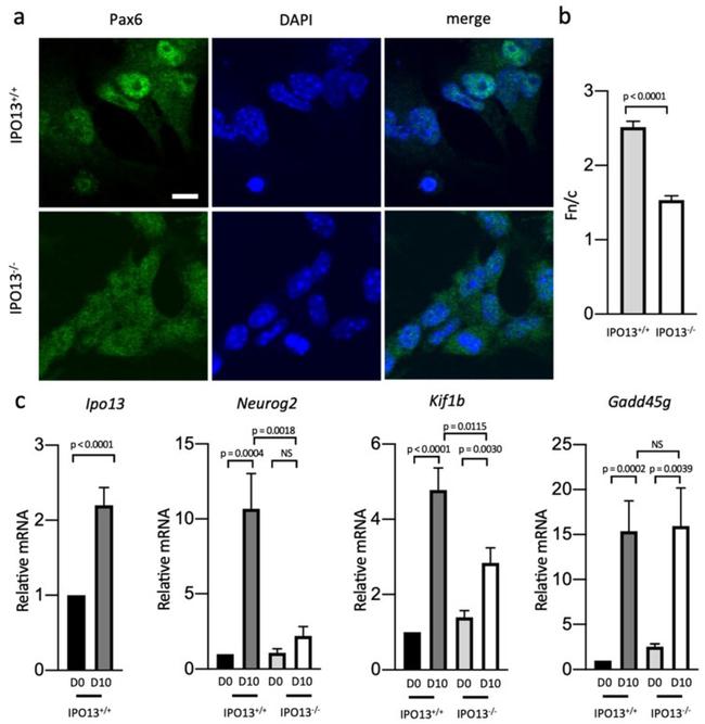 PAX6 Antibody in Immunocytochemistry (ICC/IF)