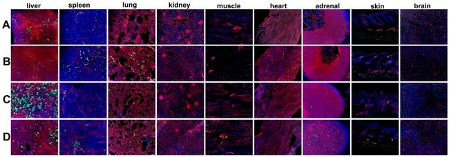 Endomucin Antibody in Immunohistochemistry (IHC)