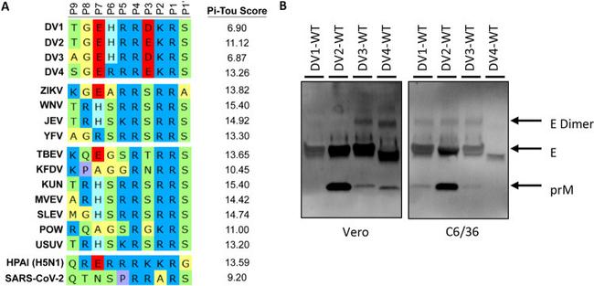 Dengue Virus Type 2 PrM Antibody in Western Blot (WB)