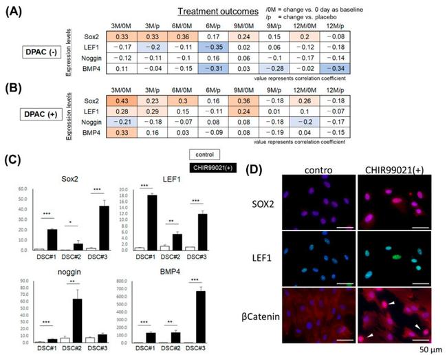 LEF1 Antibody in Immunocytochemistry (ICC/IF)