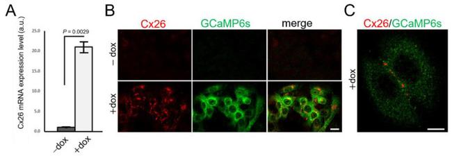 Connexin 26 Antibody in Immunocytochemistry (ICC/IF)