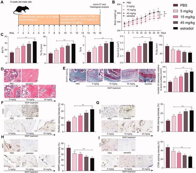 RANK Antibody in Immunohistochemistry (IHC)