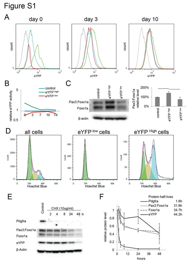 CD140a (PDGFRA) Antibody in Western Blot (WB)