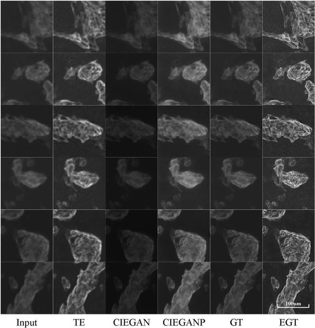 Cardiac Troponin T Antibody in Immunocytochemistry (ICC/IF)