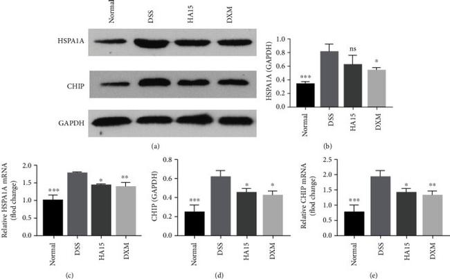 HSPA1A Antibody in Western Blot (WB)