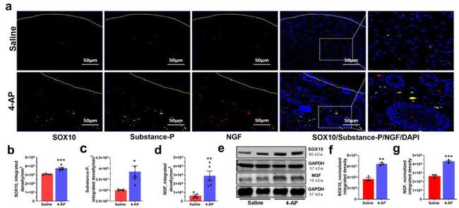 NGF Antibody in Immunohistochemistry (Frozen) (IHC (F))