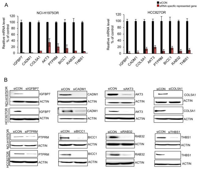 CADM1 Antibody in Western Blot (WB)