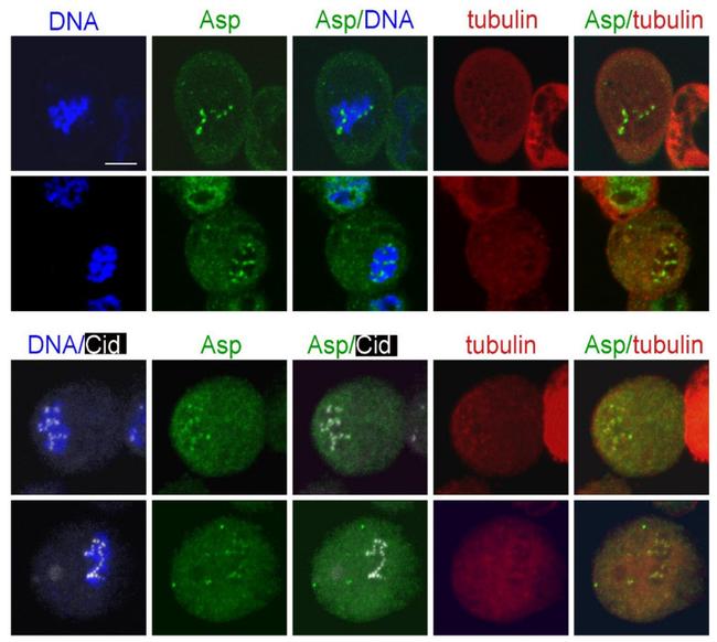 GFP Antibody in Immunocytochemistry (ICC/IF)