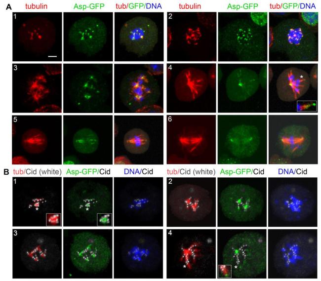 GFP Antibody in Immunocytochemistry (ICC/IF)