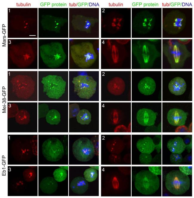 GFP Antibody in Immunocytochemistry (ICC/IF)