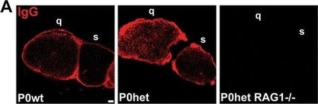 Mouse IgG Fc Secondary Antibody in Immunohistochemistry (PFA fixed) (IHC (PFA))