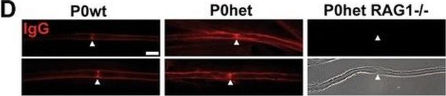 Mouse IgG Fc Secondary Antibody in Immunohistochemistry (PFA fixed) (IHC (PFA))