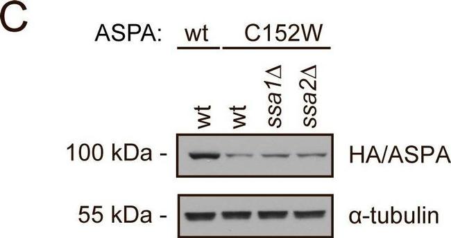 Rat IgG (H+L) Secondary Antibody in Western Blot (WB)