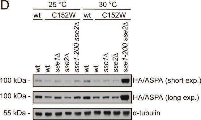 Rat IgG (H+L) Secondary Antibody in Western Blot (WB)