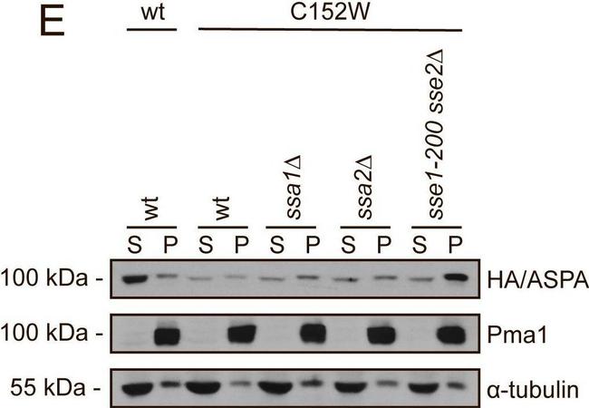 Rat IgG (H+L) Secondary Antibody in Western Blot (WB)