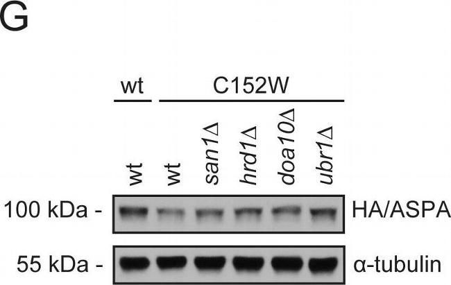 Rat IgG (H+L) Secondary Antibody in Western Blot (WB)