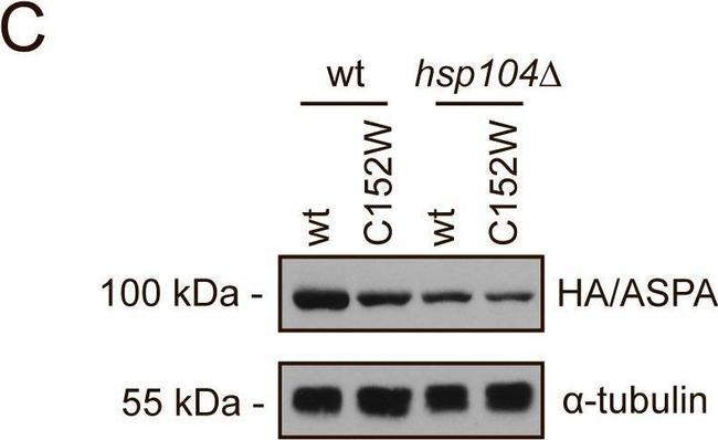 Rat IgG (H+L) Secondary Antibody in Western Blot (WB)