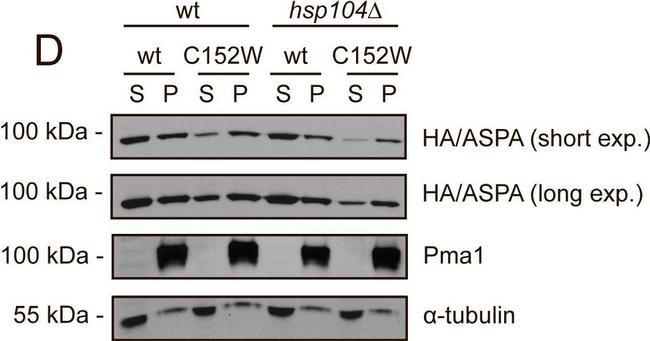 Rat IgG (H+L) Secondary Antibody in Western Blot (WB)