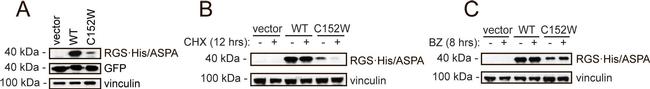 Rat IgG (H+L) Secondary Antibody in Western Blot (WB)