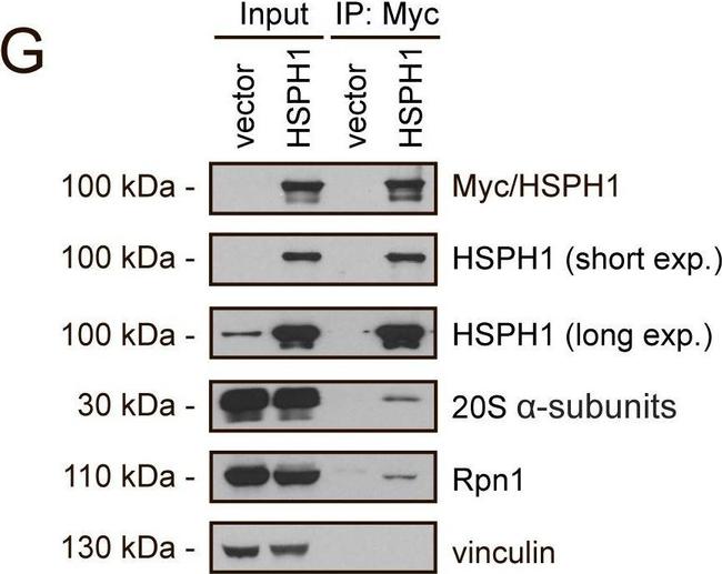 Rat IgG (H+L) Secondary Antibody in Western Blot (WB)