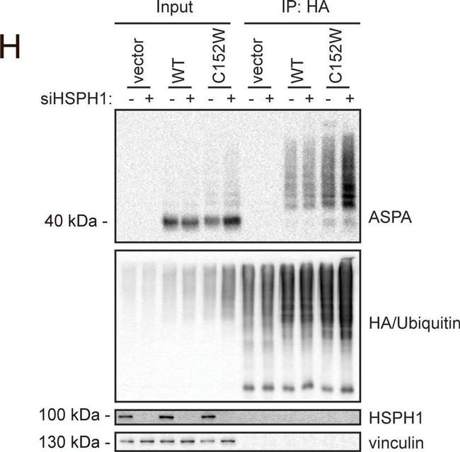 Rat IgG (H+L) Secondary Antibody in Western Blot (WB)