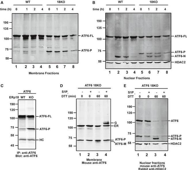 Mouse IgG (H+L) Highly Cross-Adsorbed Secondary Antibody in Western Blot (WB)