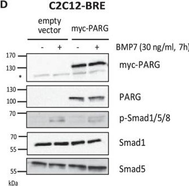 Mouse IgG (H+L) Secondary Antibody in Western Blot (WB)