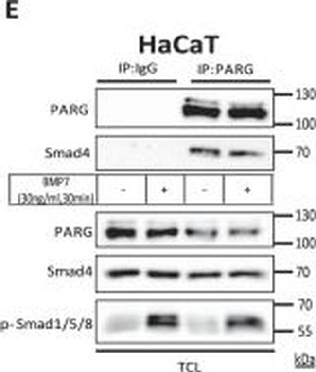 Mouse IgG (H+L) Secondary Antibody in Western Blot, Immunoprecipitation (WB, IP)