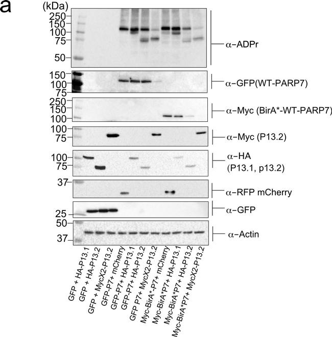 Mouse IgG (H+L) Secondary Antibody in Western Blot (WB)