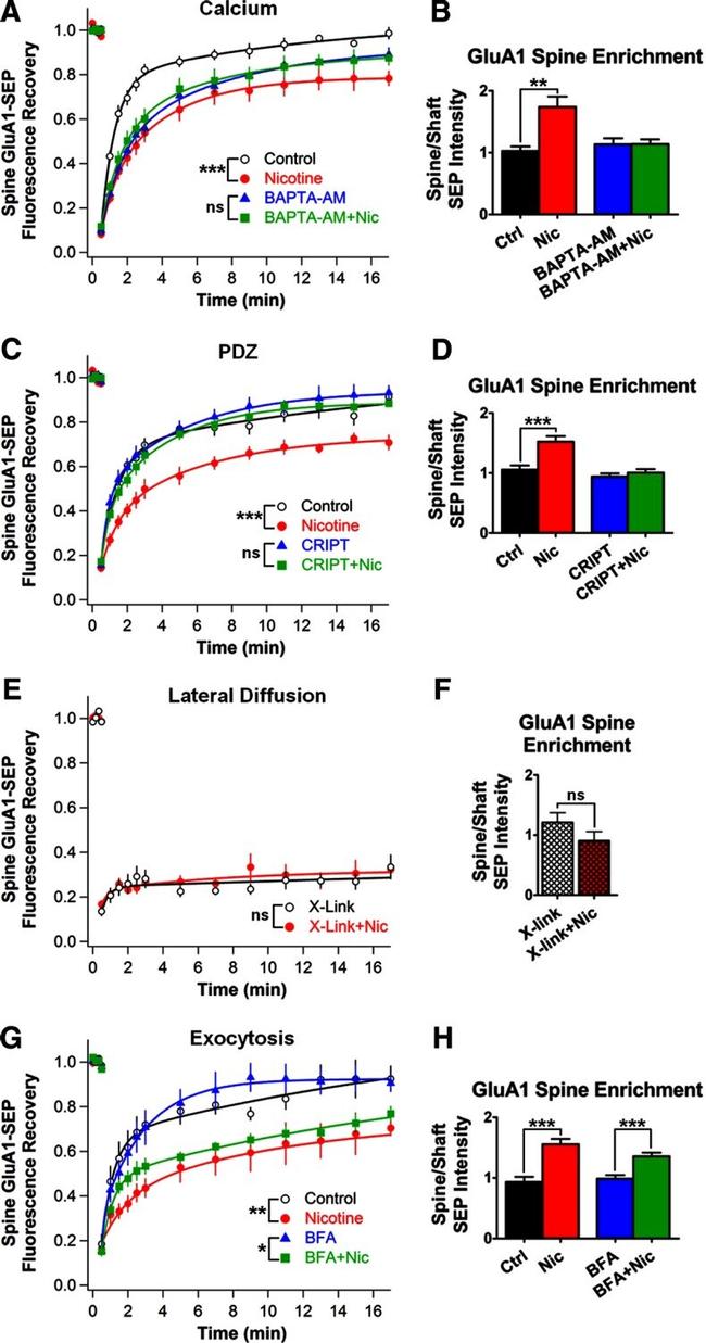 GFP Antibody in Neutralization (Neu)