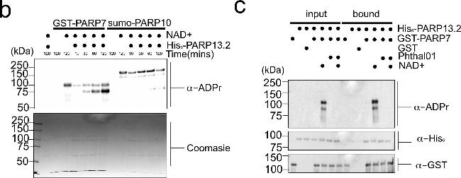 Mouse IgG (H+L) Secondary Antibody in Western Blot (WB)